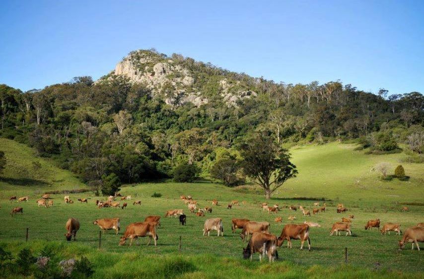 Jersey cows grazing in front of Little Dromedary Mountain/Najanuka