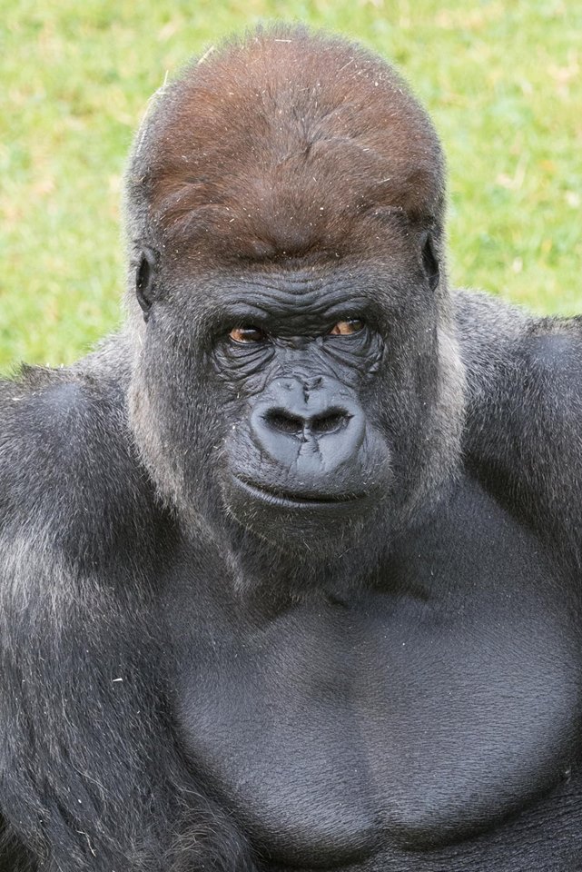 Tributes flow after Mogo Zoo’s ‘very wise’ silverback gorilla dies suddenly
