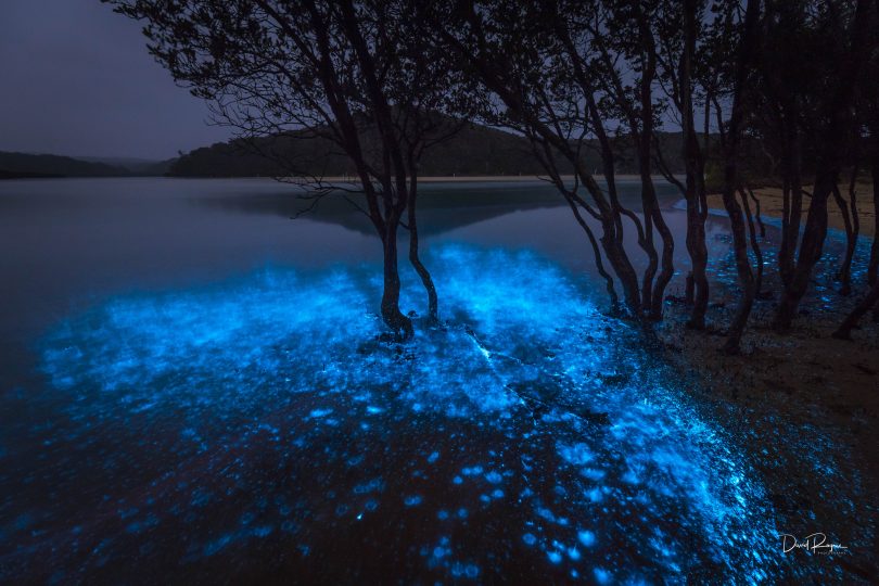 Bioluminescence in action at Nelsons, just north of Tathra. Photo: David Rogers.