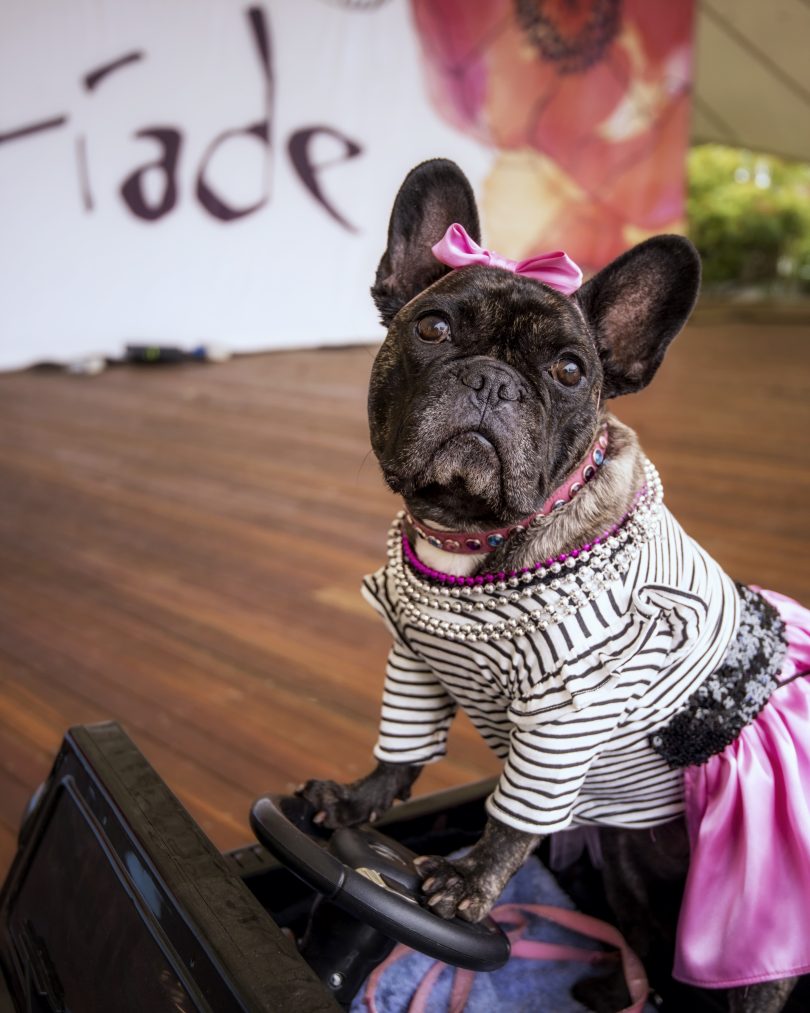 Dogs’ Day Out offers pooch-friendly activities including doggy dress-ups. Photo: Supplied.
