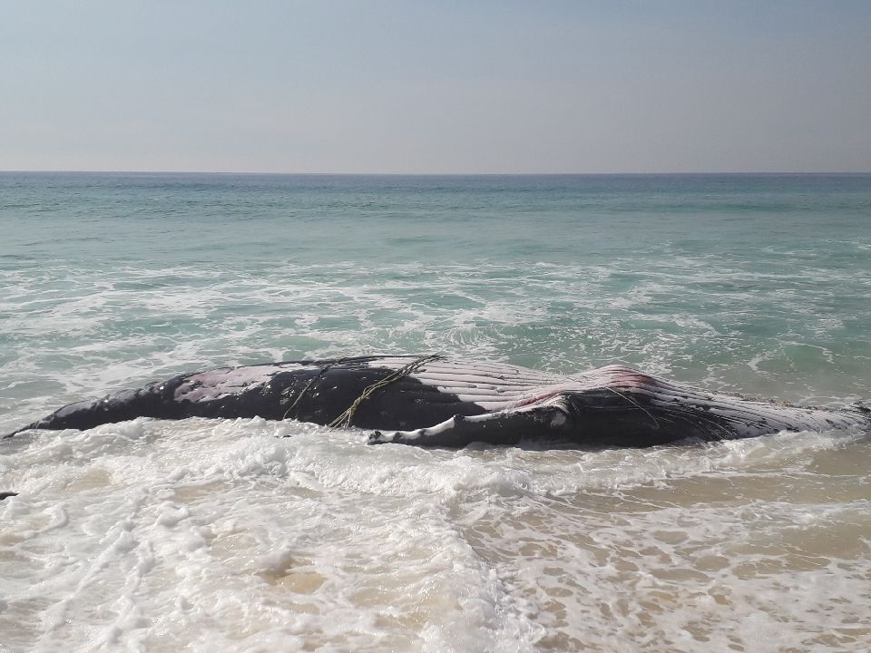 A juvenile Humpback Whale has washed ashore dead on Long Beach between Pambula and Eden. Photo: Janaya Chalker NPWS.