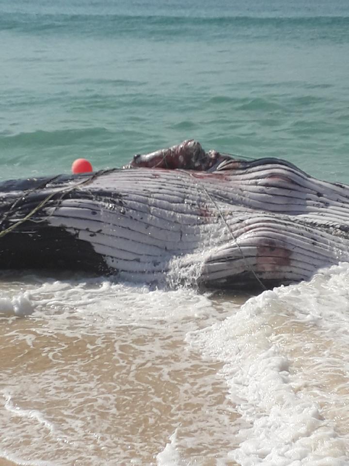 A young humpback dead on Long Beach between Eden and Pambula. Sadly as numbers recovery from the impacts of whaling so too does the number of entanglements in marine debris like ropes, fishing nets, and buoys. Photo: Janaya Chalker, NPWS.
