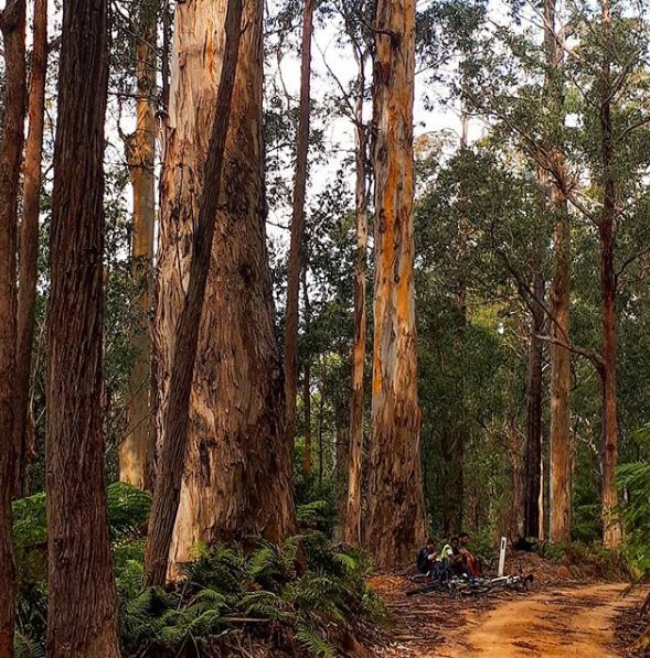 The tall timber of the coastal escarpment. Photo: The Crossing Land Instagram.