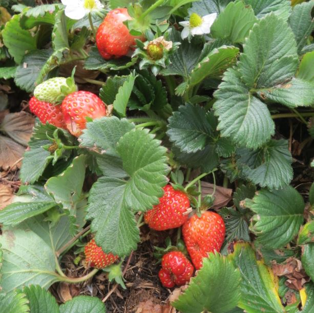 Growing your own strawberries is easy. Photo: Kathleen McCann.