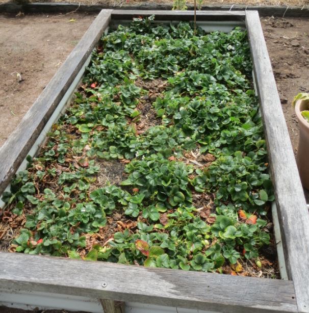 Growing strawberries in raised beds makes it easier to contain them. Photo:Kathleen McCann.