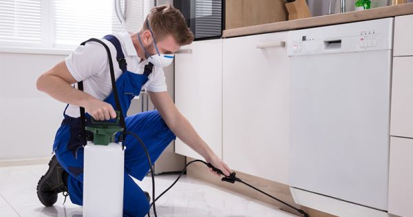 The Best Pest Controllers in Bega