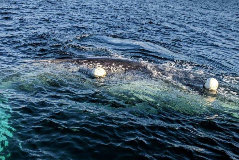 Boaties asked to keep watch for entangled whale off Far South Coast