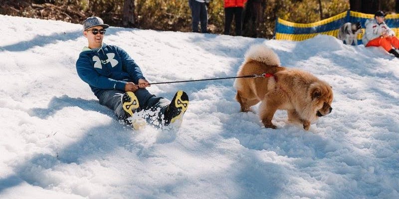 Dogs day out in the snow returns to Corin Forest