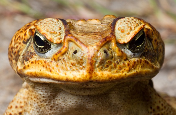 Cane toads in Canberra on the doorstep of southern NSW
