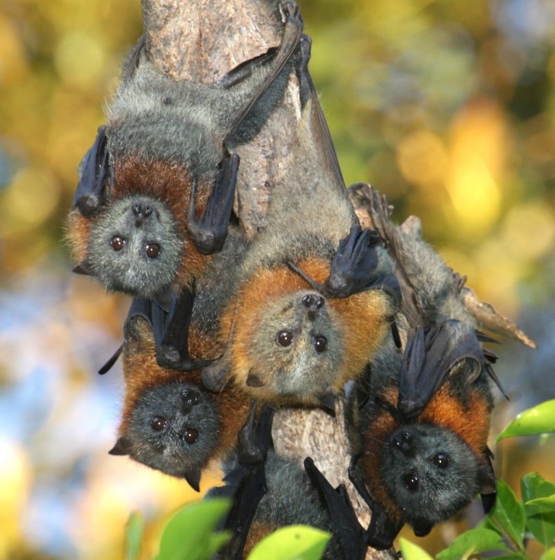 Council is asking for the community's input in the Shire's Flying Fox Management Plan. Photo: Eurobodalla Shire Council.