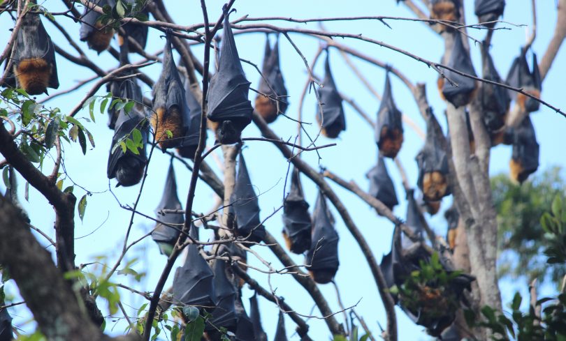 In 2016 20% of Australias' flying fox population "camped out" in Batemans Bay. Photo: Eurobodalla Shire Council.