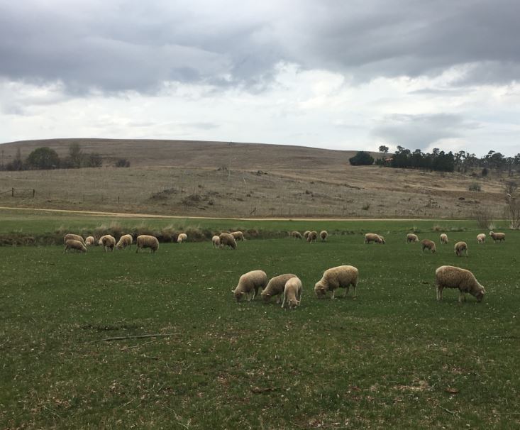 Ray's farm lease on barren hill behind his flock is "buggered". Photo: Ian Campbell.