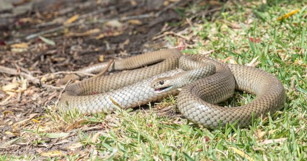 A snake in the kitchen? Tell that to the invading mice