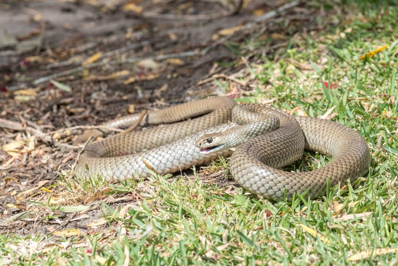 Eastern Brown snake.