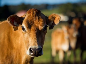 Tilba Real Dairy – responding to the environment and the market