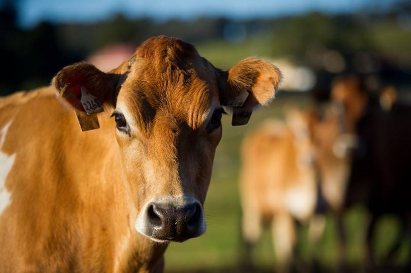 One of the girls from Tilba Real Dairy's 100% jersey flock. Photo: Tilba Real Dairy.