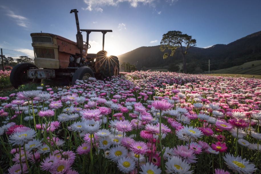Women's business blooms in the shadow of Gulaga at Tilba