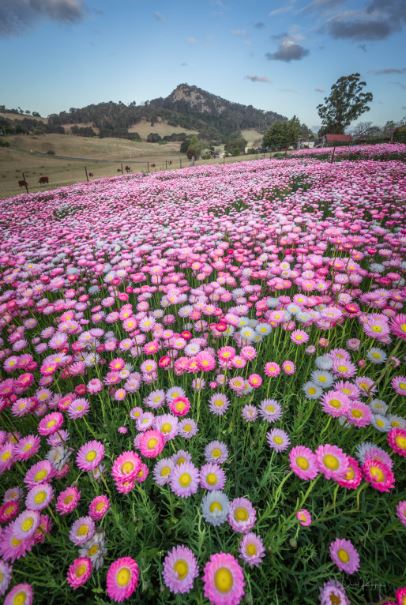 Kathryn Ratcliffe's 1000 square metre paddock of pink, white, and yellow. Photo: David Rogers.