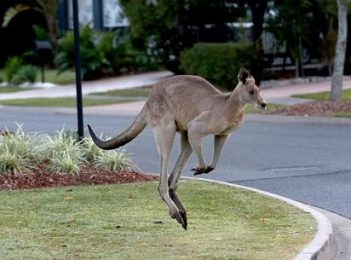 Would you eat a Canberra kangaroo?