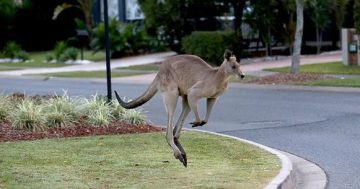 Would you eat a Canberra kangaroo?