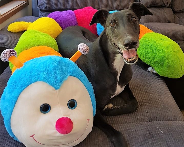 Benji is the picture of happiness after receiving his new Cuddlepillar.