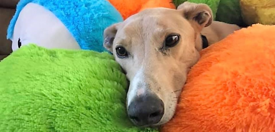 greyhound caterpillar toy