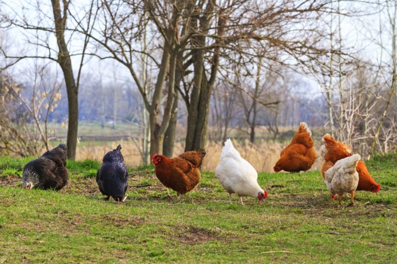 Chooks need a place where they can dig and bathe in the dust. Photo: ShutterStock