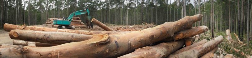"The work in Corunna State Forest will be undertaken in accordance with NSW’s strict native forest regulations," Lee Blessington, Forestry Corporation.