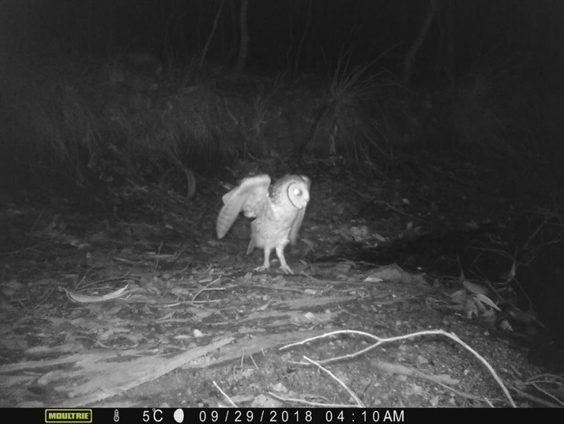 Conservationists claim night cameras detected an endangered Masked Owl within Corunna State Forest. Photo: Corunna Forest Facebook.