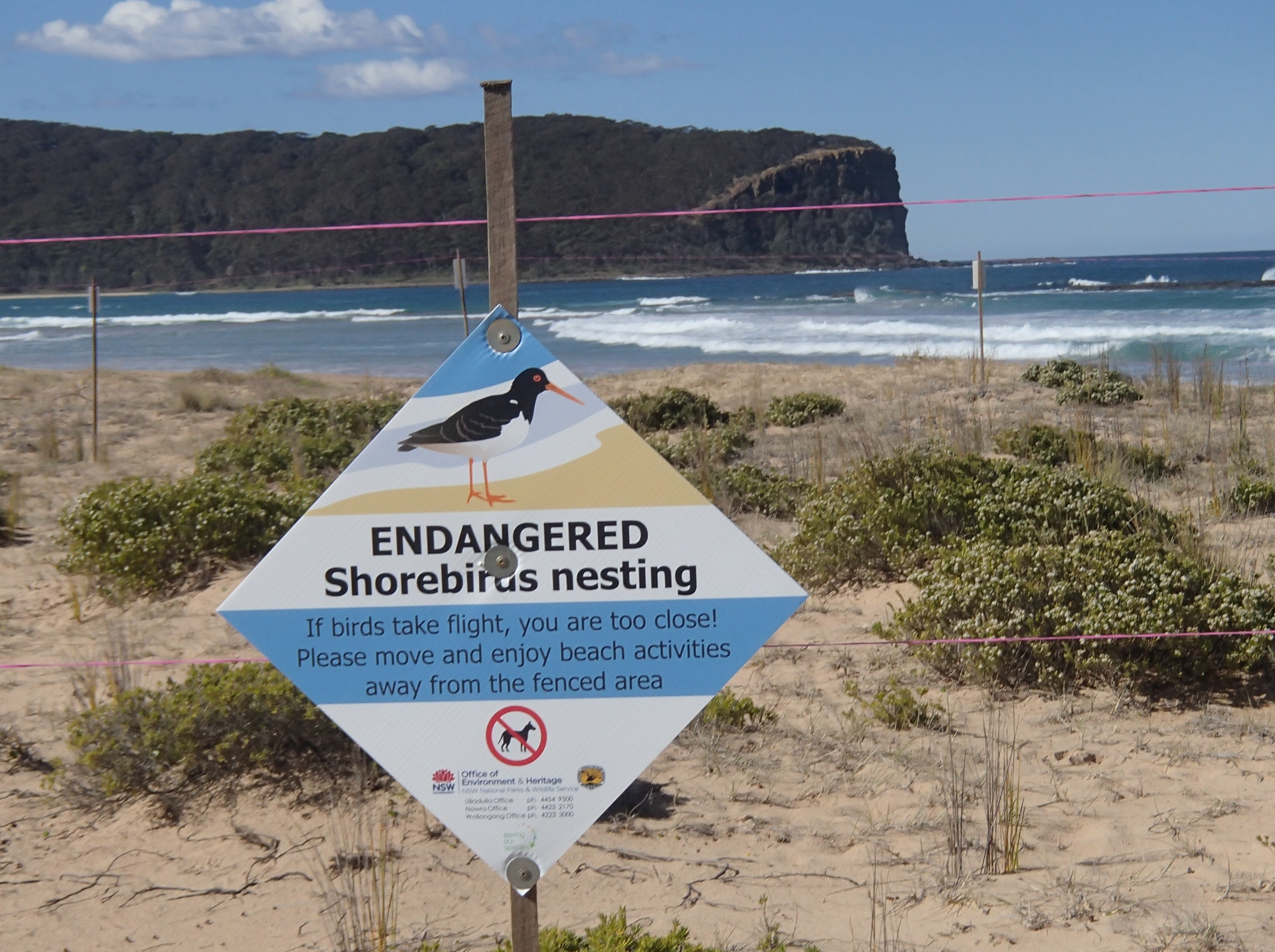 Shorebird Recovery Program draws on your inner Attenborough