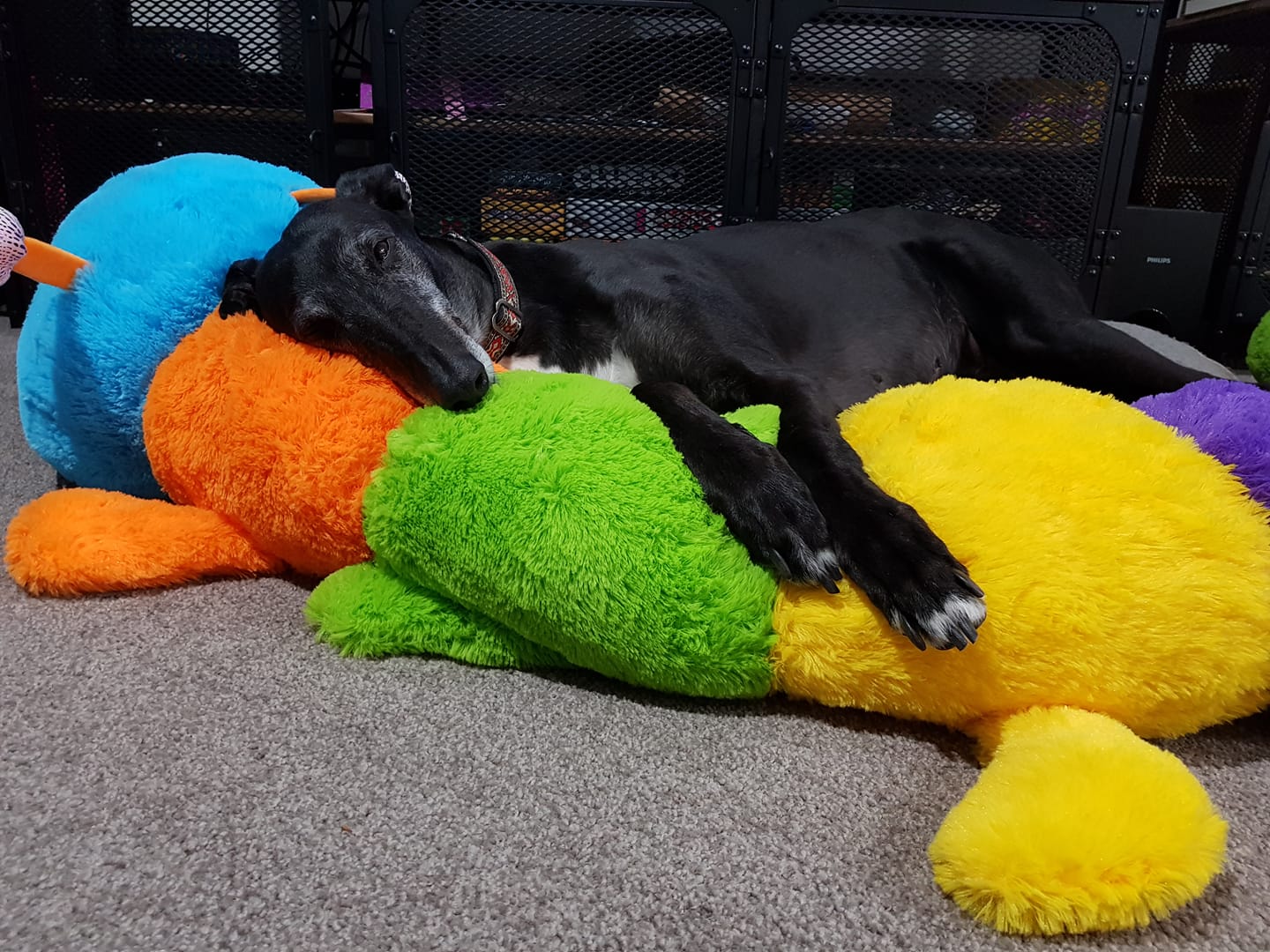 Greyhound store caterpillar toy