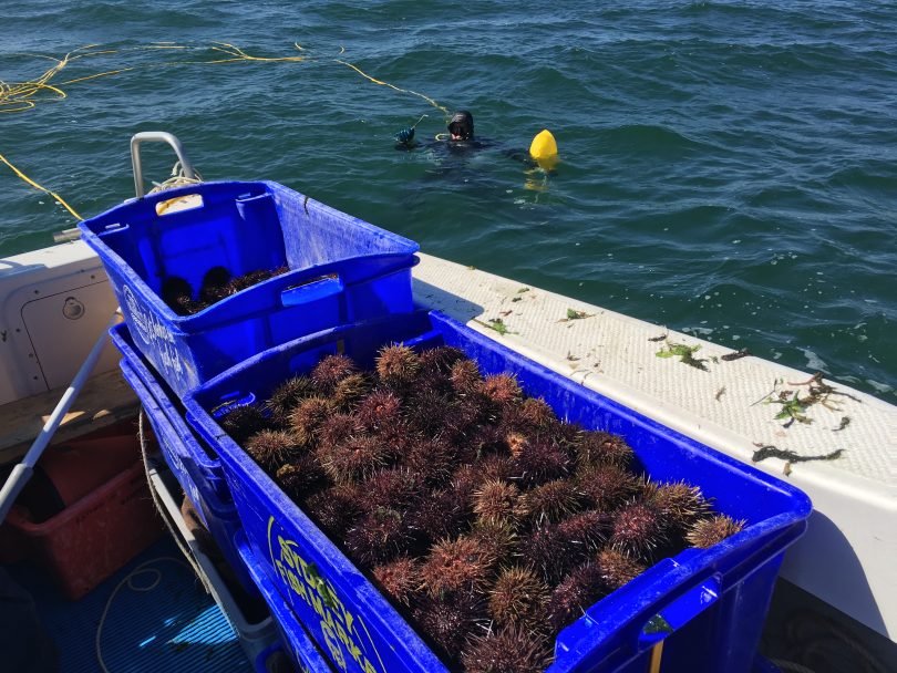 Pambula business South Coast Sea Urchins processes 35-60 tonnes of sea urchin roe in its factory each year. Photo: South Coast Sea Urchins.