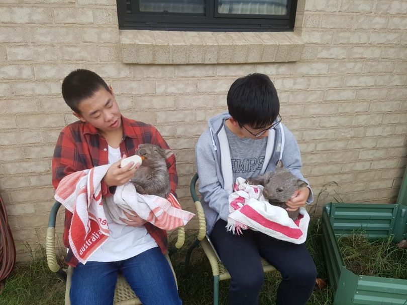 Students from Yamaga City get up close with a Snowy Monaro wombat orphan. Photo: Cooma Yamaga Sister City Exchange
