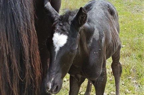 The new colt, just a few hours old.
