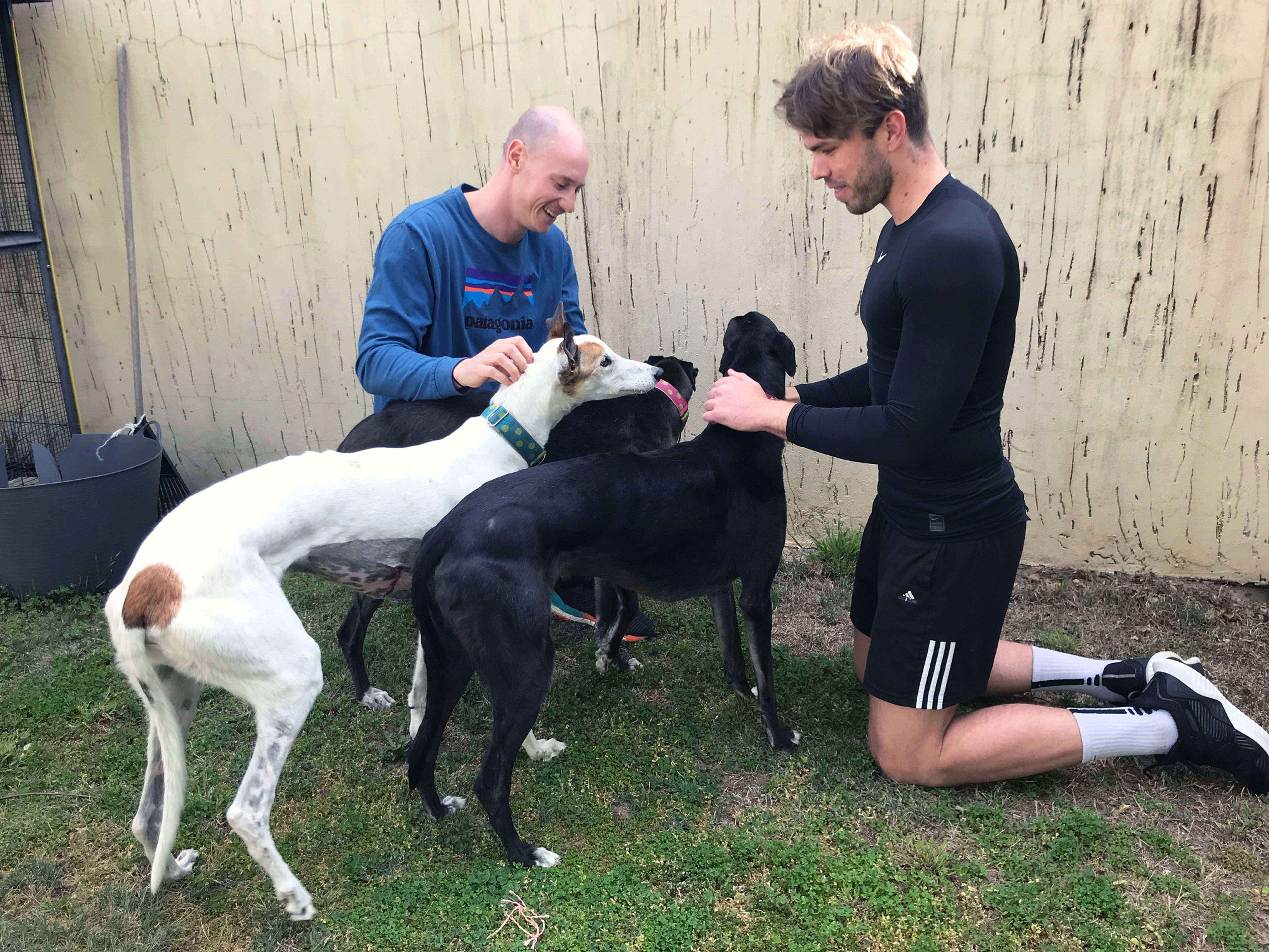 Mates tackle Snowy Mountains trail run to help retired greyhounds