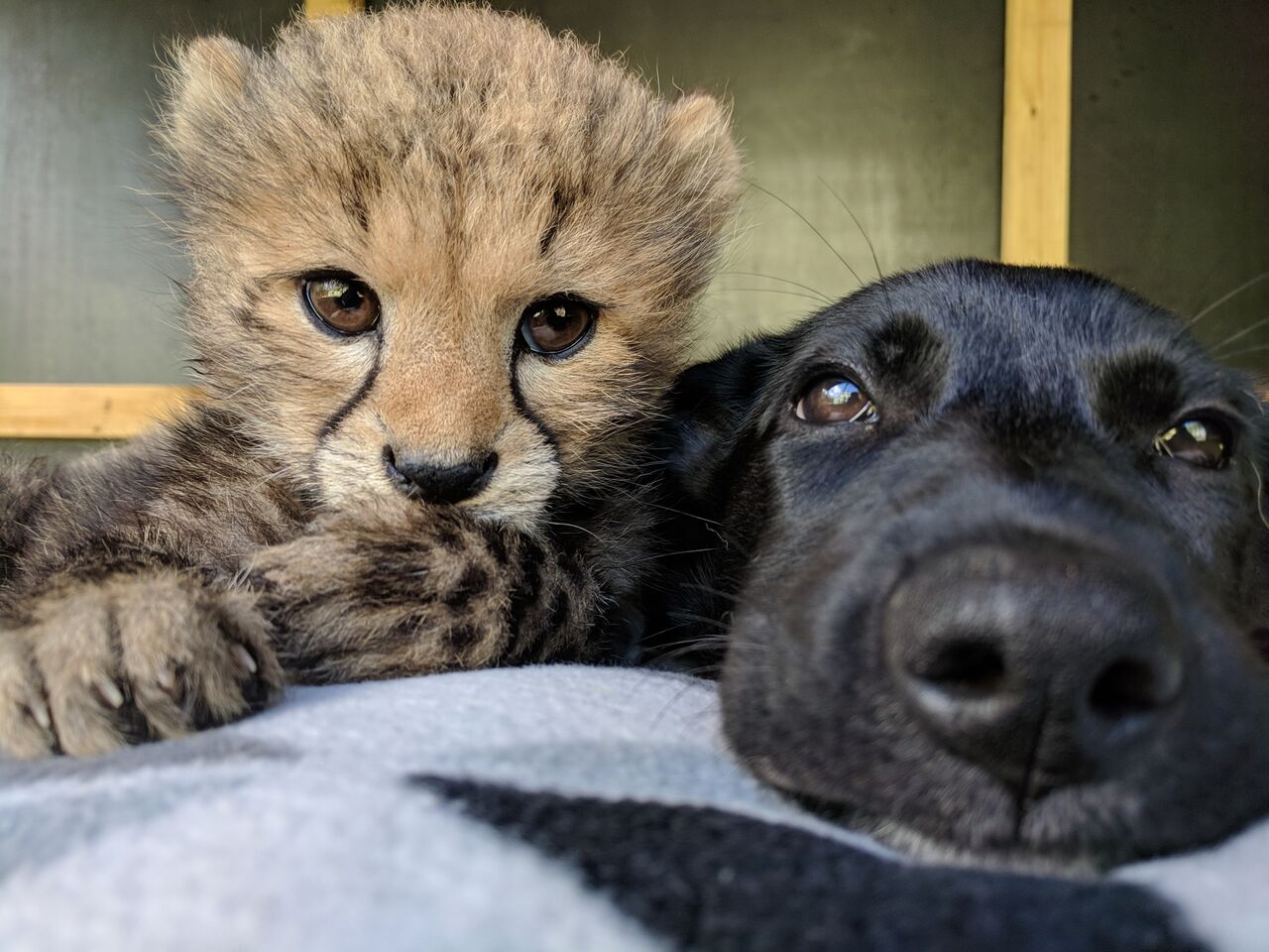The story of a cheetah and his doggie best friend turns a page