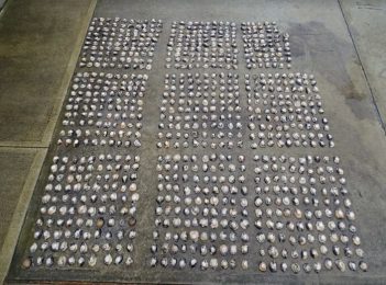 Abalone warning after busy summer for the black market