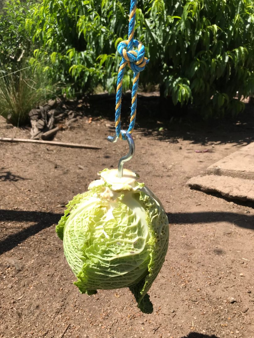 A cabbage ball, hours of fund for your chooks and you watching them. Photo: Geoffrey Grigg.