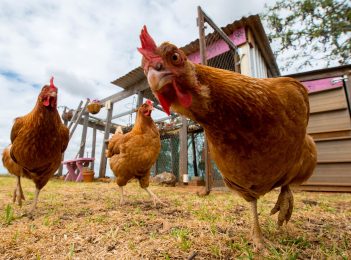 Chook Chat with Cheryl Nelson – Treats for your chooks this Christmas
