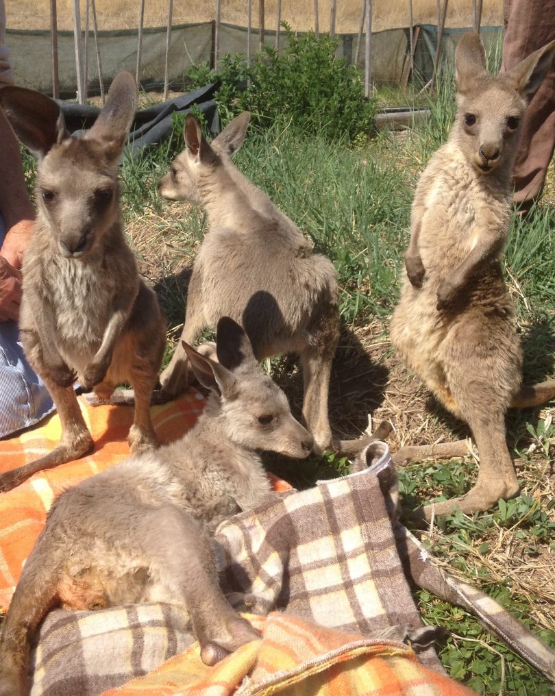 Four joey kangaroos on grass.