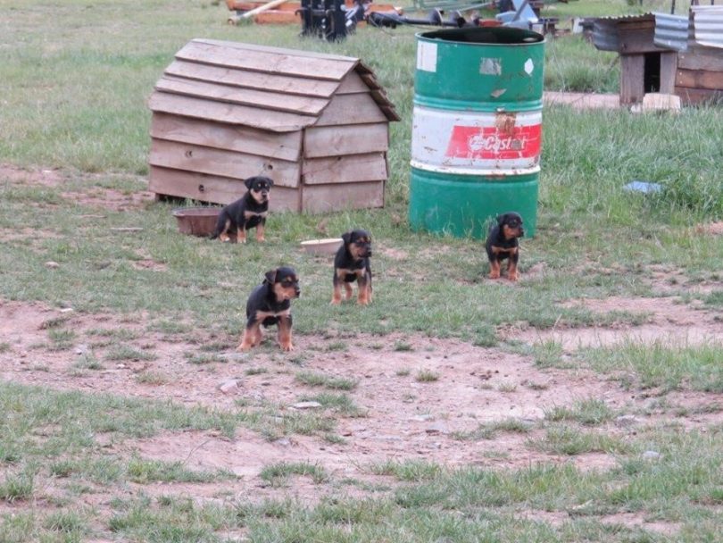 Police are appealing to the public for information regarding the theft of these dogs from a farm near Michelago. Photo: Monaro Police District.