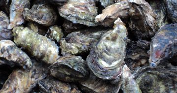 Spread of pollution in oyster farms to be laid bare in statewide study