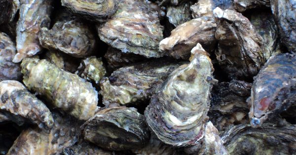 Spread of pollution in oyster farms to be laid bare in statewide study