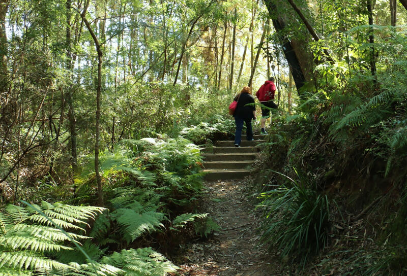 People wandering through forest