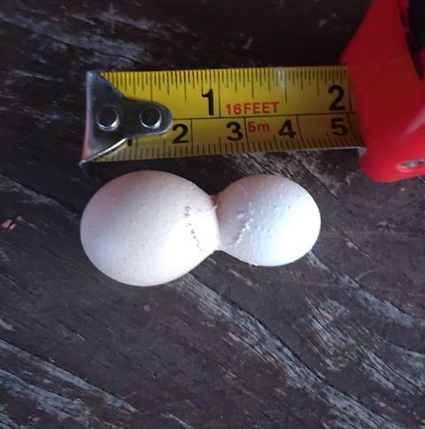 The Pearson's Siamese egg, laid by a Rhode Island Red west of Bega. Photo: Cathy Smith.