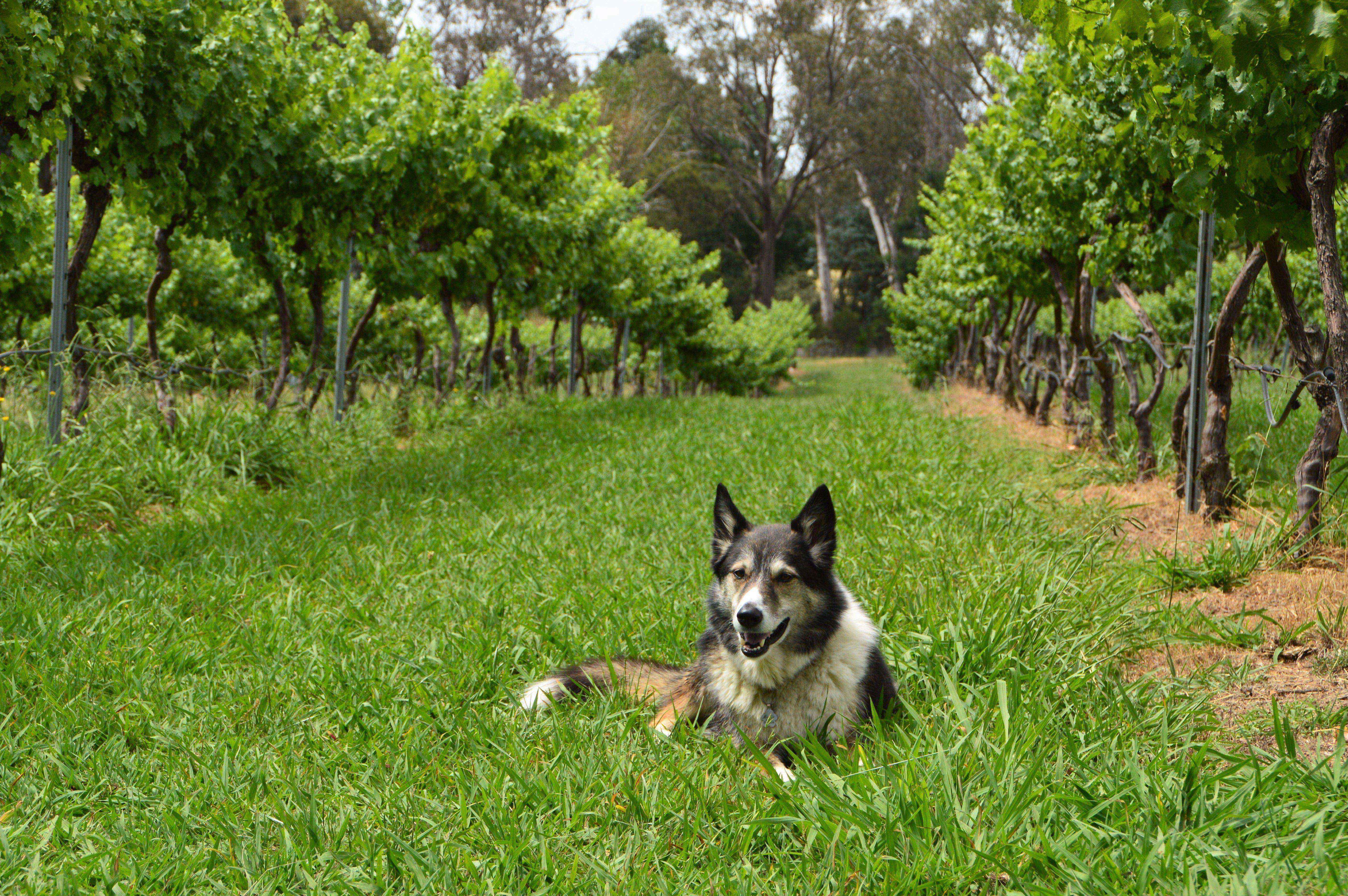 Murrumbateman Winery combines the joys of wine-tasting with a love of dogs