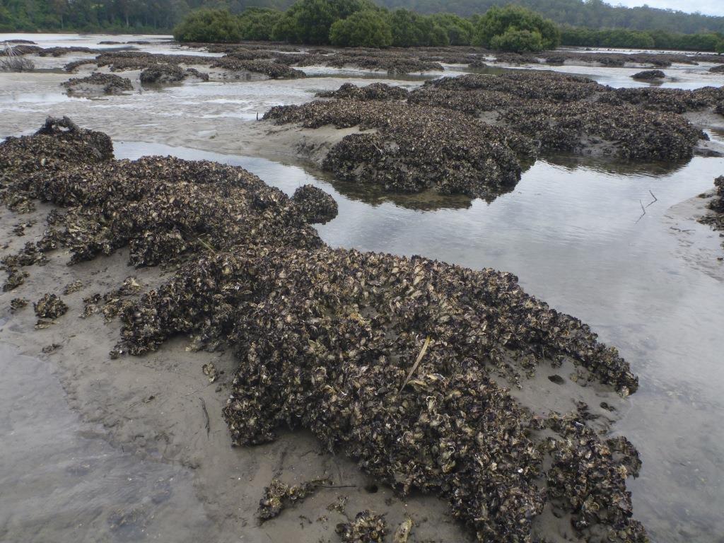 Oyster Reef Restoration Project aims to repair post-European damage