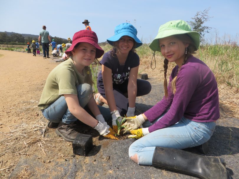 Phoebe Clark, Jasmine Irving and Isla Cook enjoy planting a seedling at one of BRAWL’s working bee. Photo: Supplied.