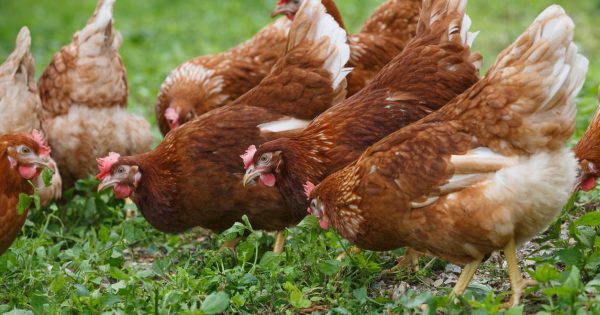 Chook Chat with Cheryl Nelson – Mites and what to do