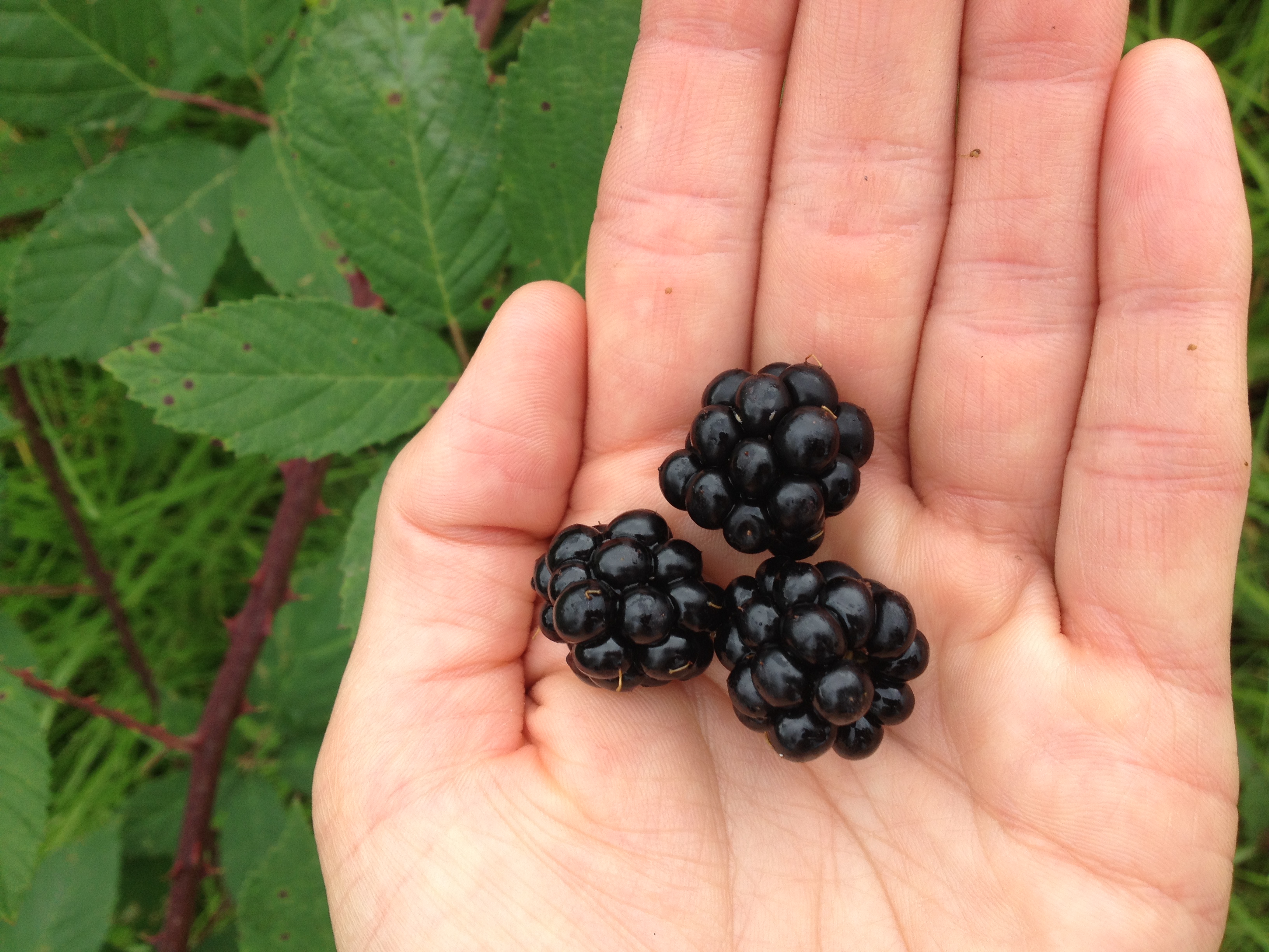 Blackberries: priority weed and local food in equal measures